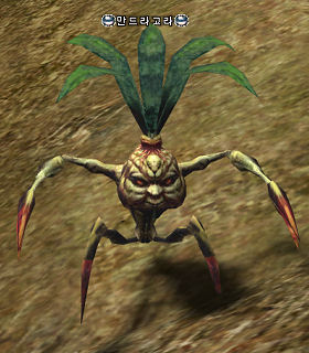 Mandragora Sprout