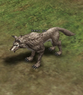 Elder Wolf