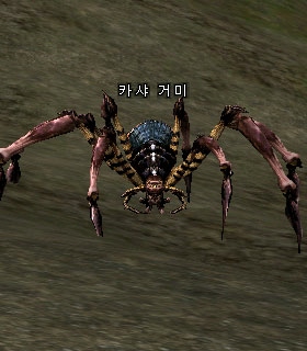 Kasha Spider
