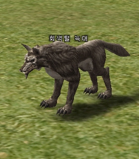 Gray Wolf