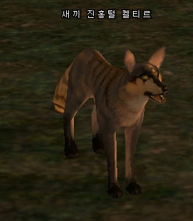 Young Prairie Keltir