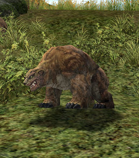 Hatu Brown Bear